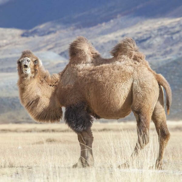 rothirsch camel wool
